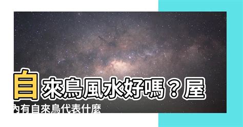 自來鳥風水|【自來鳥 風水】自來鳥光臨！風水玄機大揭秘：燕子進屋吉不。